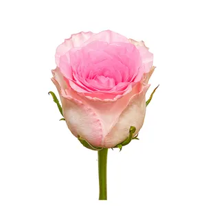 Premium Kenyan potongan bunga segar Mandala merah muda mawar berkepala besar 40cm batang grosir ritel potongan mawar segar