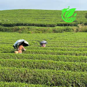 Clqq chino en forma de aguja de alta calidad té verde exquisito en bolsas alta cafeína feliz té verde supermercado al por menor - Product Image 6
