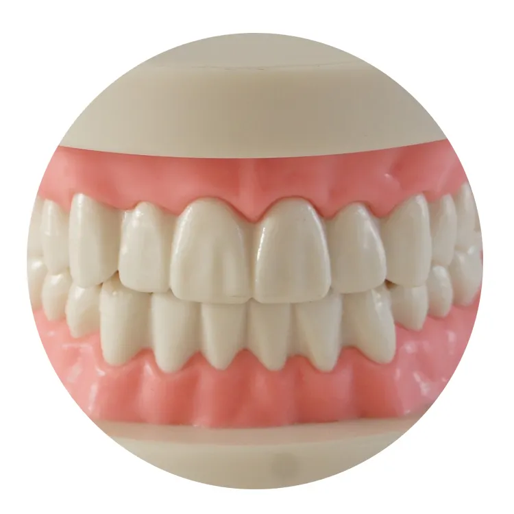 Estudio práctico modelo de dientes falsos dentales con soporte