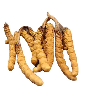 Atacado Saudável Alimentos Silvestres Secas Planta Inteira 3 Em 1 Amino Ácido Cordyceps Sinensis Cordyceps