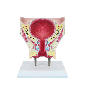 करने के लिए मानव मूत्राशय शरीर रचना विज्ञान मॉडल शिक्षण महिला श्रोणि मूत्राशय कोरोनल खंड मॉडल - Product Image 1