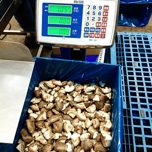 Setas <span class=keywords><strong>shiitake</strong></span> congeladas IQF frescas y saludables (Boletus Champignon) a granel para fuente de alimentos - Product Image 2