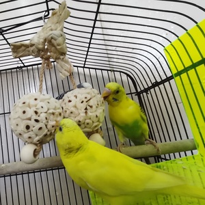 Venta caliente Bola de hierba doble Color Natural maíz trenza cuentas pájaro juguete para loros Original mascota movimiento interactivo juguete - Product Image 1