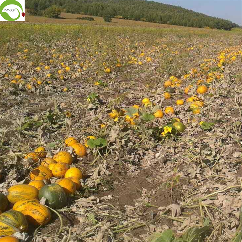 flax and pumpkin seeds