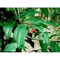 Poudre d'extrait de Brassaiopsis glomerulata de supplément de santé d'extrait de plante naturelle en gros