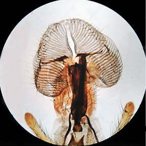<span class=keywords><strong>Microscope</strong></span> biologique trinoculaire dg2018 4x10x40x100x - Product Image 4