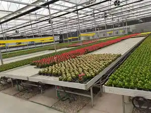商業温室で野菜を無土壌栽培するためのタイダルシードベッド