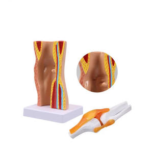Modelo Anatómico de Rodilla Humana Desmontable de PVC para Ciencias Médicas, Sección de Menisco, Modelo Educativo - Product Image 3