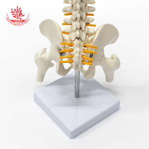 Modèle de colonne vertébrale humaine FRT017, modèle pédagogique médical cousu à la main avec bassin et fémur. - Product Image 2
