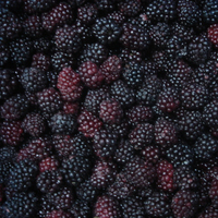 HACCP-gecertificeerde diepvrieszwarte bessen IQF Graad A, hele vruchten, 10kg doos voor jam-, yoghurt- en dessertproductie