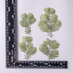 Vraies feuilles de <span class=keywords><strong>Metasequoia</strong></span> pressées pour l'artisanat botanique, cadeau de Noël, cadeaux de douche nuptiale et décoration d'ongles. - Product Image 6