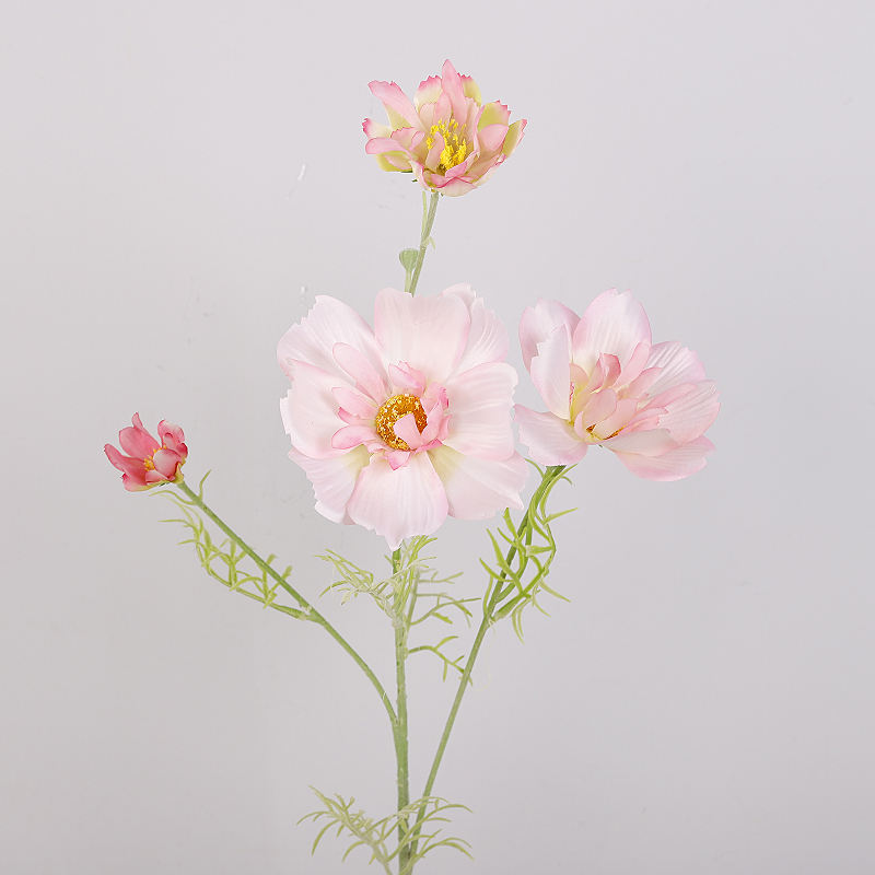 สีชมพูอ่อน