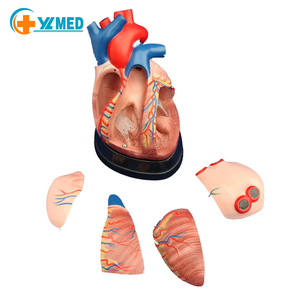 Modello Didattico YULIN YL-3X01, Cuore Umano Ingrandito 3 Volte, Modello Educativo <span class=keywords><strong>per</strong></span> l'Anatomia e la Ricerca sui Organi - Product Image 1