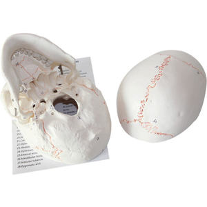Cranio Umano Anatomico a Grandezza Naturale in PVC Avanzato Bianco con Cervello Rimovibile per l'Insegnamento della Scienza Medica - Product Image 6