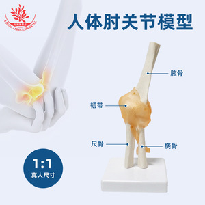 Modèle d'articulation du coude humain avec ligaments FRT030, modèle squelettique naturel de grande taille pour l'enseignement de la rééducation osseuse. - Product Image 3