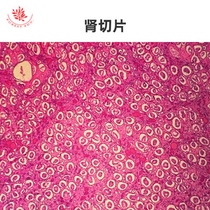 Muestras del sistema urinario teñidas con HE, preparados microscópicos, secciones de ureter, vejiga y riñón, observación microscópica, biología típica - Product Image 4