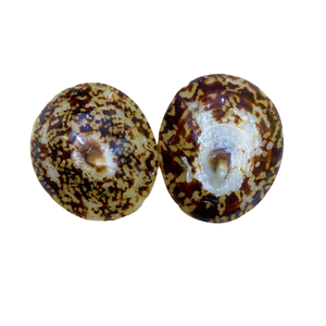 Conchas marinas pulidas, Lapa, concha de caracol, tamaño 5-7cm, disponible en stock, lapas pulidas, Concha artesanal para Festival - Product Image 4