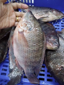 Tilapia Negra Entera Congelada IQF, Precio al por Mayor de China, Proveedor de la Marca OPTIMUM para Exportación - Product Image 1