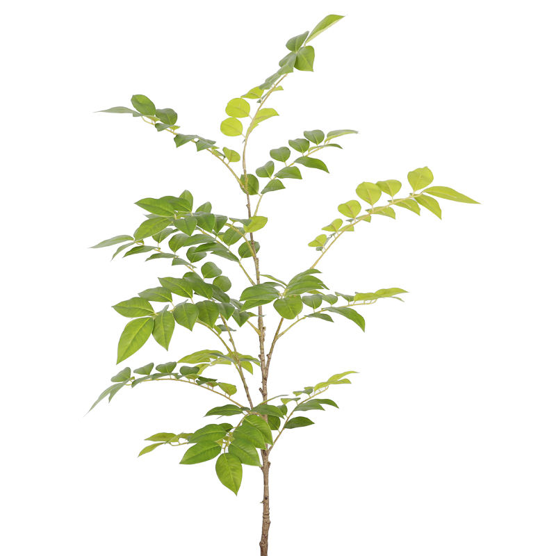 สีเขียว