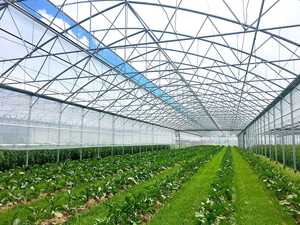 Serres agricoles à travées multiples résistantes aux UV de longue durée - Product Image 2