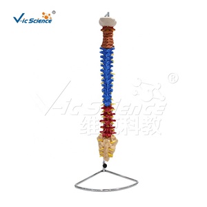 Modelo de <span class=keywords><strong>esqueleto</strong></span> de columna vertebral de Color de ciencia médica, modelo de educación médica de Anatomía de columna vertebral, <span class=keywords><strong>esqueleto</strong></span> de tamaño real - Product Image 1