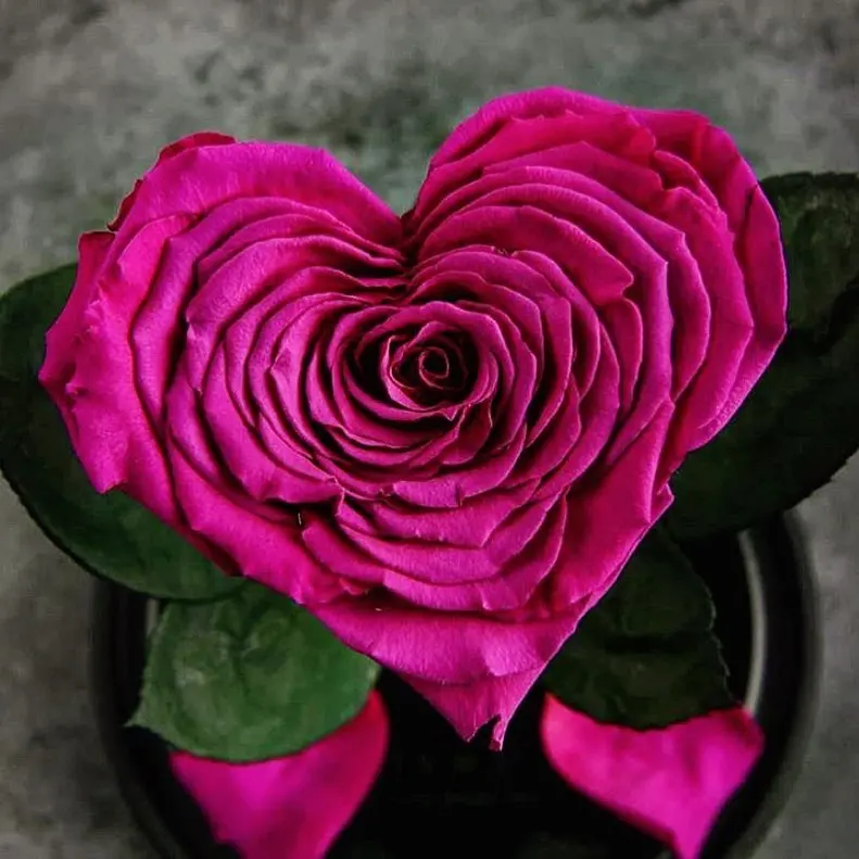 हृदय हमेशा के लिए स्थिर लक्जरी संरक्षित फूलों का गुलाब गुलाब एक ग्लास गुंबद में लाल गुलाब को संरक्षित करता है।