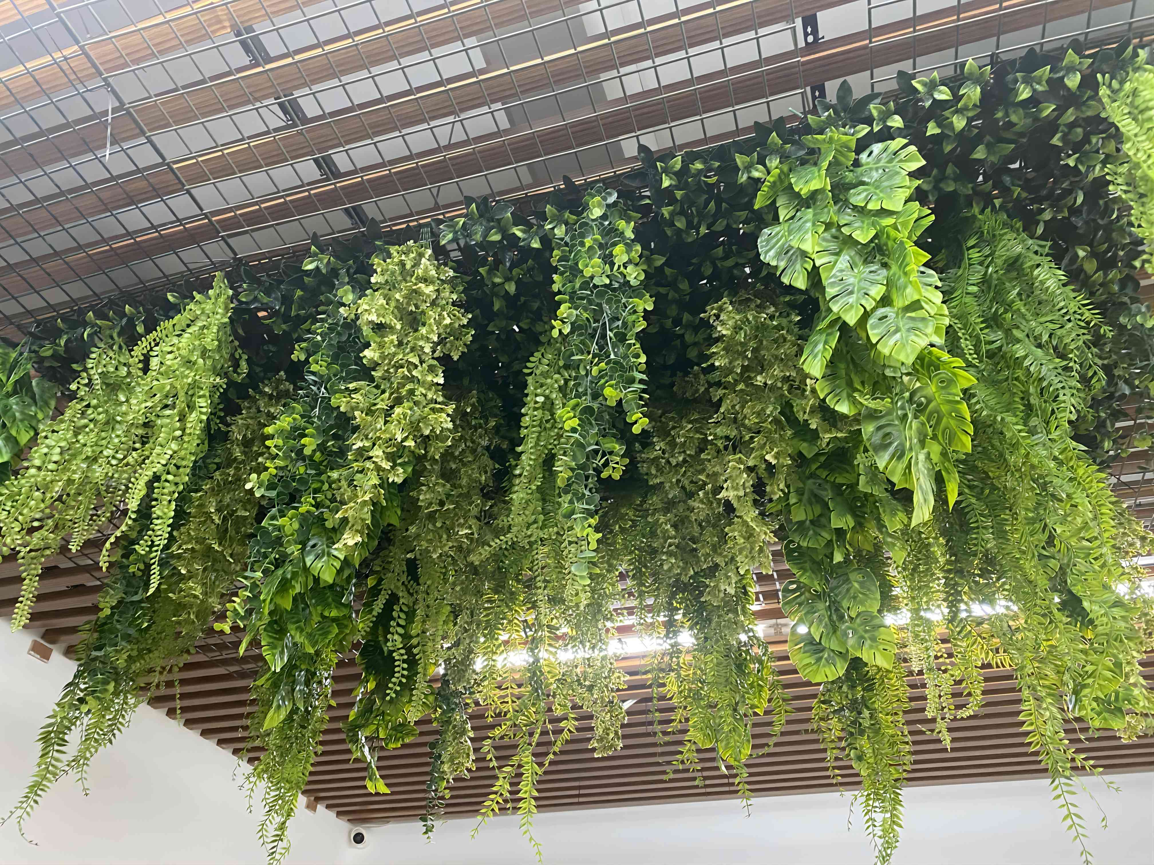 Plante de plafond 5