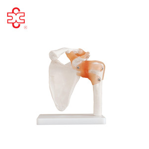 Modelo de articulación de <span class=keywords><strong>hombro</strong></span> musculoso de tamaño real para educación en ciencias médicas - Product Image 2