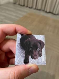 Regalo promocional de calidad Logotipo personalizado Fancy Dog Picture Nevera Clip magnético para notas - Product Image 3