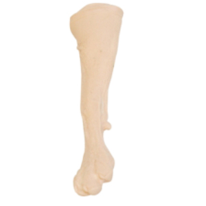 Gelsonlab Modèle de perfusion intraveineuse HSBM-537 pour petits chiens pour les sciences médicales - Product Image 1