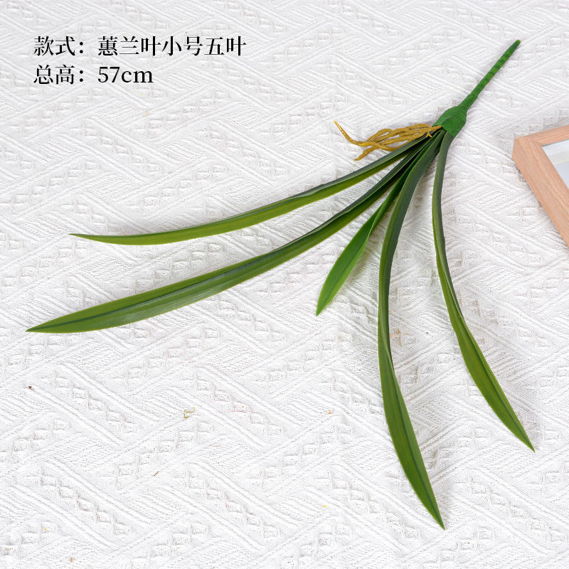 Cymbidium feuilles petites cinq feuilles