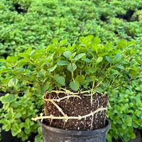 Poudre d'extrait de feuille de menthe poivrée soluble dans l'eau, poudre d'extrait de menthe pour boisson, complément alimentaire