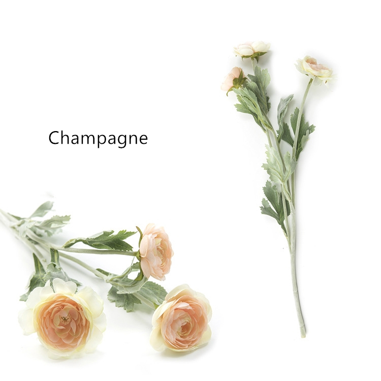 Champagne