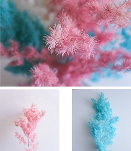 Fiori Decorativi Preservati Asparagus Myriocladus Fiori Secchi Felce Ming - Product Image 2