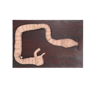 Modelo de formação do exame da colônia/formação - Product Image 4