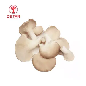 中国德坦新鲜平菇采用工厂、机械化、规模化种植的优质蘑菇。