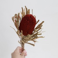 Bunga Buket Buxus Kering Pink King Berkualitas Tinggi untuk Rangkaian Bunga dan Acara Pesta YNWYH