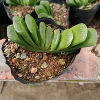 Pot pembibitan persegi Mini Modern cangkir plastik yang ditinggikan untuk pembibitan sukulen Hyacinth desain penanam Bunga bergaya