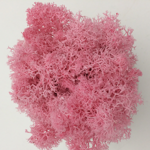 HOTsale 100g fleurs et plantes préservées art mural en mousse véritable naturelle renne <span class=keywords><strong>stabilisé</strong></span> vert <span class=keywords><strong>mur</strong></span> de mousse préservé pour la décoration - Product Image 3