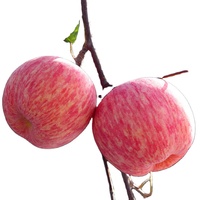 Fuji Appel Rode Appel Zoete Sappige Voeding Gezond en Rood Fruit Fabriek Leverancier Groothandelsprijs