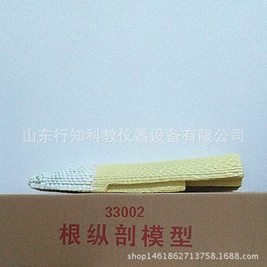 Root longitudinal section model 33002 Biological teaching model Teaching model manufacturer <b>Physical</b> chemistry Geography model - Product Image 3