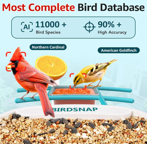 Mangeoire à oiseaux luxueuse et élégante avec caméra sans fil pour l'extérieur, cardénal, pinson, jais bleu, charbonnier, perroquet, <span class=keywords><strong>pigeon</strong></span> - Product Image 3