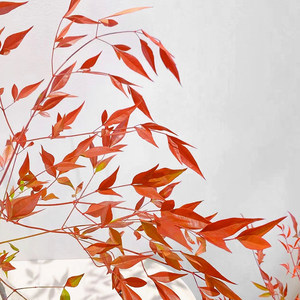 Bonsái Flame Nandina Ruby Lemon, Planta Perenne <span class=keywords><strong>Resistente</strong></span> al Frío para Interiores/Exteriores, <span class=keywords><strong>Resistente</strong></span> al Calor, con Hojas Rojas, para Decoración - Product Image 4
