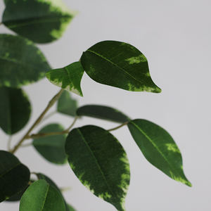 ต้นไทรเทียมขนาดใหญ่<span class=keywords><strong>160</strong></span>ซม. สำหรับตกแต่งระเบียงผลิตภัณฑ์ภายในบ้านเป็นมิตรต่อสิ่งแวดล้อม - Product Image 3