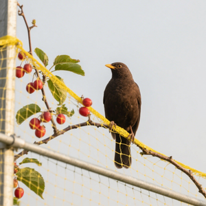 Fabrik preis HDPE Anti-Bird Net der unsichtbare Wächter im Obstgarten - Product Image 2