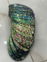 Coquille d'ormeau polie du Vietnam, écologique, naturelle, faite à la main, souvenir moderne en coquillage