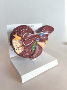 Modelo de Hígado Canino Patológico Colorido - Modelo Anatómico de Hígado de Perro con Lesiones Patológicas para Educación Veterinaria - Product Image 5