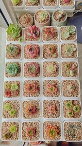 Palette support de pot de fleur <span class=keywords><strong>rectangulaire</strong></span> 20/24 trous pots succulents en plastique en pot plateaux de transport - Product Image 6