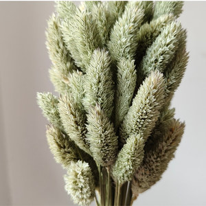 Hierba de Gema Real para Arreglos Florales y Creación de Ramos/Bouquets, <span class=keywords><strong>Phalaris</strong></span> Seca para Decoración del Hogar y Graduaciones - Product Image 4