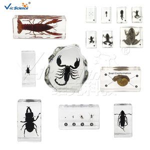 Modelo de Oído Canino de Doble Cara, Modelo Anatómico 3D, Modelo Médico Canino, Modelo de Enseñanza Humana - Product Image 6